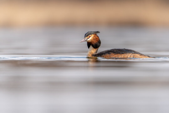 The great crested grebe (Podiceps cristatus) floats on the water with only its head visible. Its sharp red eye and distinctive head feathers stand out in the close view.