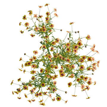 Coreopsis tinctoria tree plan, top view, cutout, isolate, Beautiful yellow flowers with dark centers on transparent background, perfect for floral designs and decorations