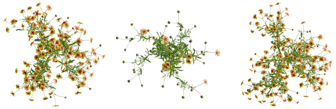 Coreopsis tinctoria tree plan, top view, cutout, isolate, Vibrant yellow flowers scattered elegantly on transparent background, perfect for floral designs