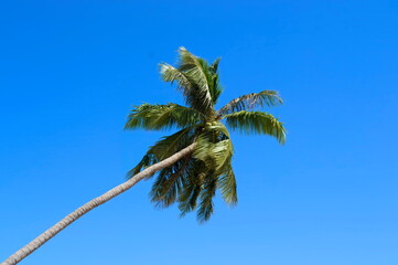 Coconut tree on blue sky background