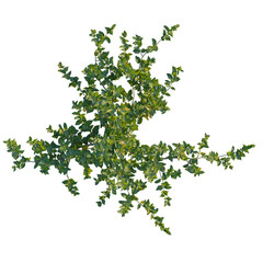 Vitex trifolia tree plan, top view, cutout, isolate, Vibrant green bush with lush foliage on transparent background, perfect for natural designs