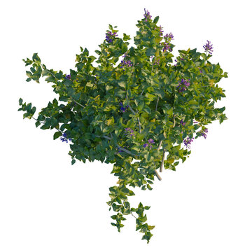 Vitex trifolia tree plan, top view, cutout, isolate, Beautiful lilac bush with vibrant purple flowers and lush green leaves