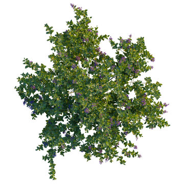 Vitex trifolia tree plan, top view, cutout, isolate, Stunning lilac bush with vibrant purple flowers and lush green leaves, perfect for garden and landscape designs
