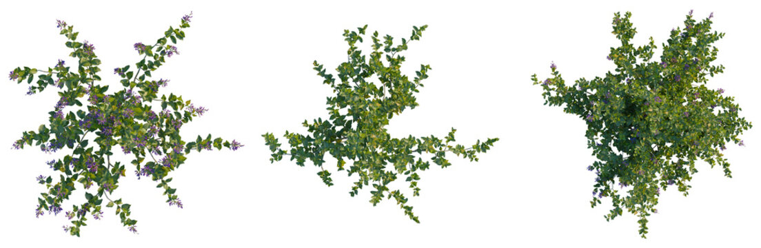 Vitex trifolia tree plan, top view, cutout, isolate, Isolated green bushes with purple flowers on transparent background for garden design