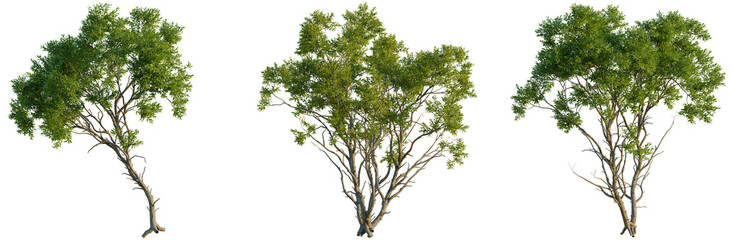 Acacia confusa tree, front view, elevation, cutout, isolate, Three green trees with lush foliage on transparent background for design