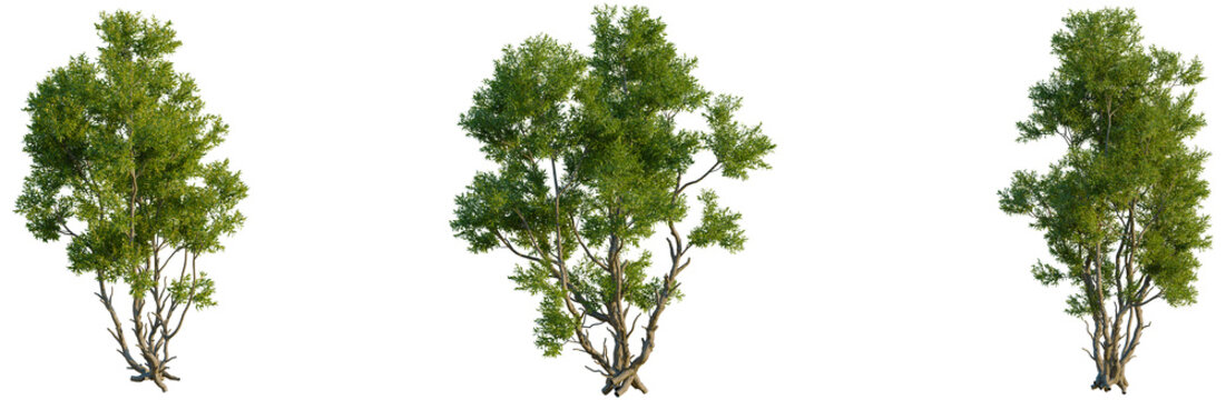 Acacia confusa tree, front view, elevation, cutout, isolate, Three green trees on transparent background for creative projects