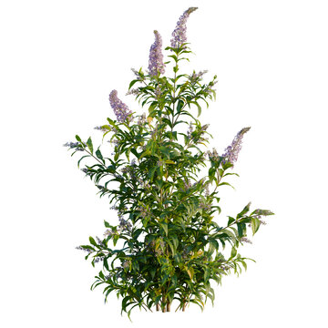 Buddleja lindleyana tree, front view, elevation, cutout, isolate, Lovely lilac bush with vibrant purple flowers and lush green leaves, perfect for adding natural beauty to your designs