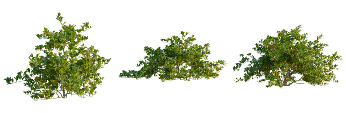 Clerodendrum inerme tree, front view, elevation, cutout, isolate, Three green trees with lush foliage on a transparent background, perfect for design and environmental projects