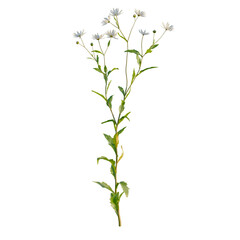 Kalimeris indica tree, front view, elevation, cutout, isolate, Elegant white wildflowers on a green stem with leaves isolated on transparent background