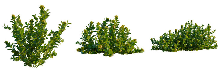 Phedimus aizoon tree, front view, elevation, cutout, isolate, Vibrant green bushes with lush leaves on transparent background