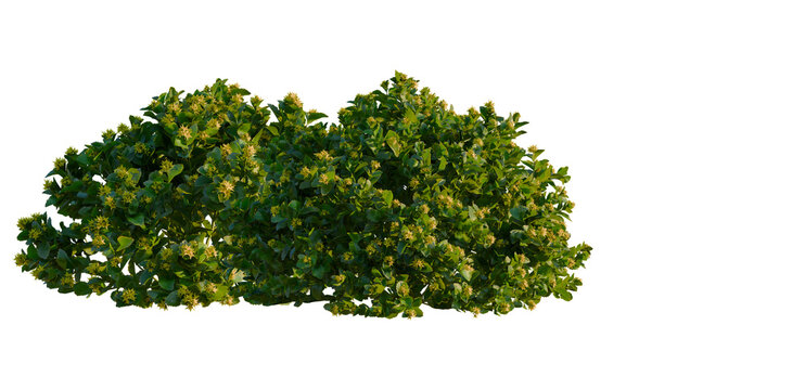 Phedimus aizoon tree, front view, elevation, cutout, isolate, Vibrant green tree with lush foliage isolated on transparent background