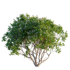 Obraz premium Rhaphiolepis umbellata tree, front view, elevation, cutout, isolate, Serene tree with lush green leaves and white flowers