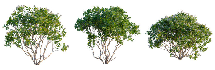 Obraz premium Rhaphiolepis umbellata tree, front view, elevation, cutout, isolate, Three green trees with brown trunks on transparent background
