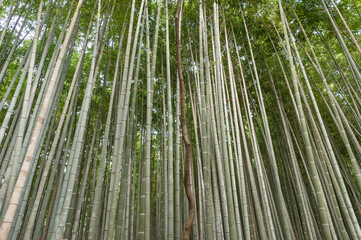 Bamboo forest, Arashiyama Bamboo Forest in Kyoto, Japan