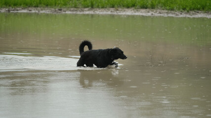 Black dog wading in pond water for active pet lifestyle outdoors.