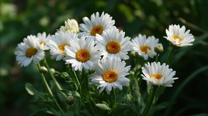   A close-up of white flowers with yellow centers, surrounded by green foliage in the background
