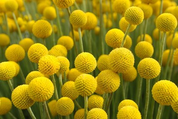 Vibrant Yellow Everlasting Daisies in Full Bloom