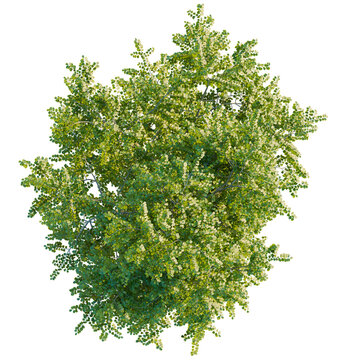 Hamamelis virginiana tree plan, top view, cutout, transparent background, isolate, Top view of lush green tree foliage, natural pattern, plant life, botanical illustration, vibrant springtime growth