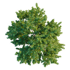 Fototapeta premium Pithecellobium dulce tree plan, top view, cutout, transparent background, isolate, Lush Green Tree Canopy, Natural Foliage, Botanical Illustration, Vibrant Plant Life, Top View