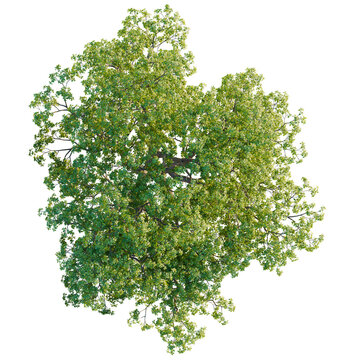 Quercus macrocarpa tree plan, top view, cutout, transparent background, isolate, Lush Green Tree Top View, Forest Canopy, Natural Plant Life, Botanical Illustration, Vibrant Foliage