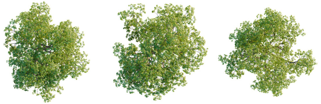 Quercus macrocarpa tree plan, top view, cutout, transparent background, isolate, Lush Green Tree Canopy, Realistic Plant Top View, Nature's Beauty, Botanical Illustration, Forest Elements