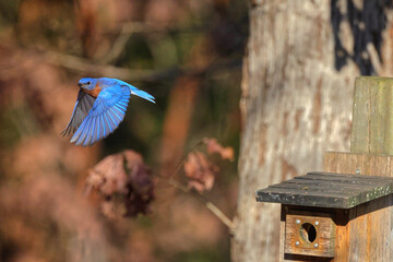 Eastern bluebird inflight around wooden birdbox, against blurry woody background. 