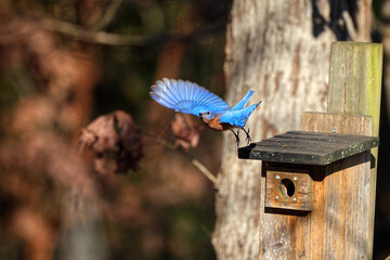 Eastern bluebird inflight around wooden birdbox, against blurry woody background. 