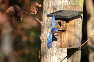 Eastern bluebird inflight around wooden birdbox, against blurry woody background. 
