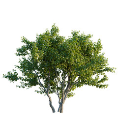 Cephalanthus occidentalis tree plan, top view, cutout, transparent background, isolate, good for architecture visualization, Lush Green Tree, Vibrant Foliage, Natural Beauty, Botanical Illustration