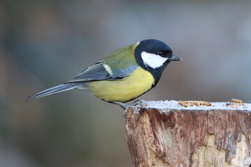 Great Tit (Parus major) on a cold frosty morning. © Bob Riches