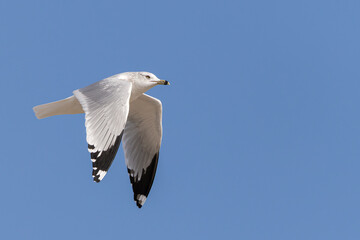 Ring-billed gull flying with wings flapping