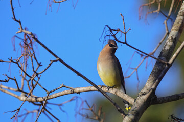 Cedar waxwing yellow and white bandit looking bird perched on limb. 