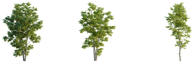 Obraz premium Fraxinus velutina tree plan, top view, cutout, transparent background, isolate, good for architecture visualization, Three lush green trees, botanical illustration, natural elements, foliage