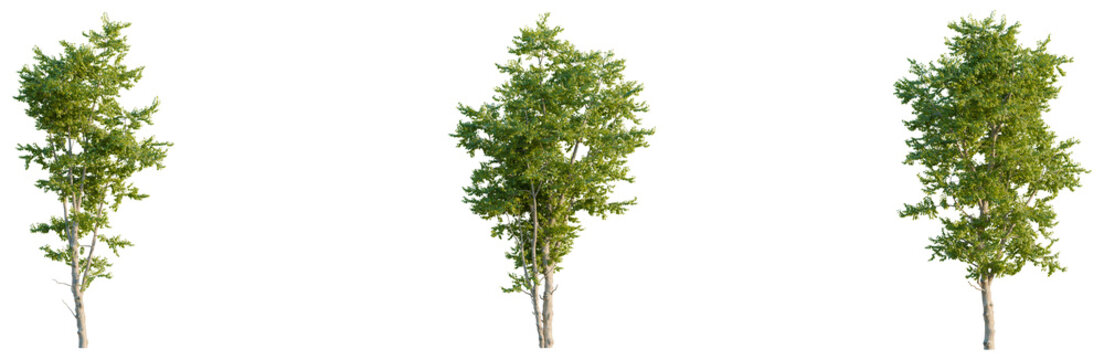 Hamamelis virginiana tree plan, top view, cutout, transparent background, isolate, good for architecture visualization, Three lush green trees, natural foliage, botanical elements