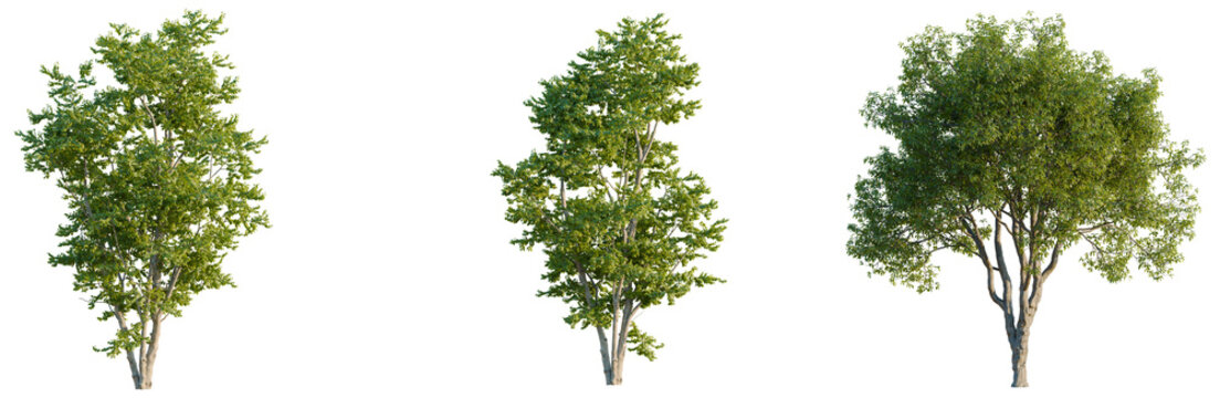 Hamamelis virginiana tree plan, top view, cutout, transparent background, isolate, good for architecture visualization, Green trees, lush foliage, natural elements, botanical illustration