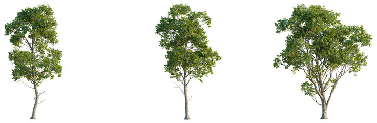Obraz premium Melicoccus bijugatus tree plan, top view, cutout, transparent background, isolate, good for architecture visualization, Three lush green trees, botanical illustration, natural elements, foliage