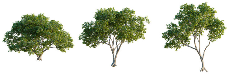 Pterygota alata tree plan, top view, cutout, transparent background, isolate, good for architecture visualization, Three lush green trees, vibrant foliage, natural elements, plant life