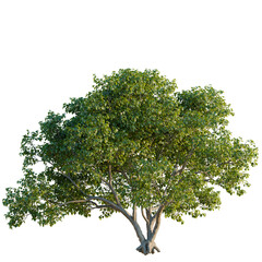 Pterygota alata tree plan, top view, cutout, transparent background, isolate, good for architecture visualization, Majestic Banyan Tree, Lush Green Foliage, Tropical Plant, Nature's Beauty