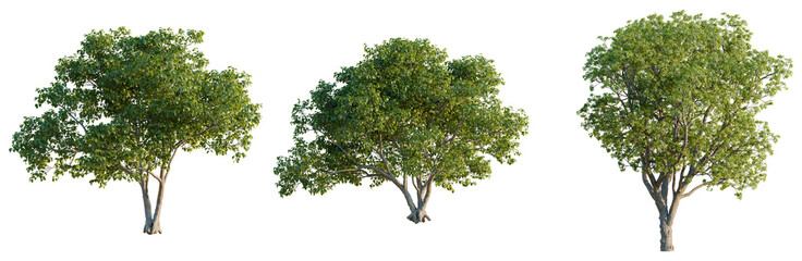 Obraz premium Pterygota alata tree plan, top view, cutout, transparent background, isolate, good for architecture visualization, Three lush green trees, botanical illustration, natural elements, springtime foliage