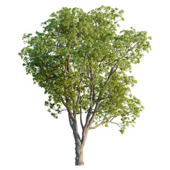 Obraz premium Quercus macrocarpa tree plan, top view, cutout, transparent background, isolate, good for architecture visualization, Lush Green Tree, Nature's Beauty, Botanical Illustration, Plant Life