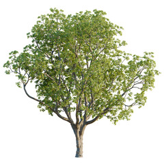 Obraz premium Quercus macrocarpa tree plan, top view, cutout, transparent background, isolate, good for architecture visualization, Lush Green Tree, Nature's Beauty, Branching Canopy, Forest Element, Plant Life