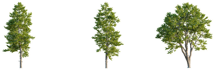 Swida walteri tree plan, top view, cutout, transparent background, isolate, good for architecture visualization, Three lush green trees, nature's beauty, botanical illustration, vibrant foliage © DH Tree Stock