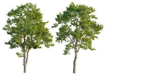 Obraz premium Swida walteri tree plan, top view, cutout, transparent background, isolate, good for architecture visualization, Two lush green trees, natural elements, botanical illustration, vibrant foliage