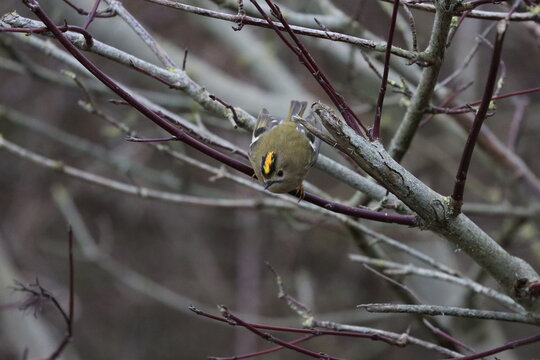 Goldcrest (Regulas regulas) a small but charming little bird. 