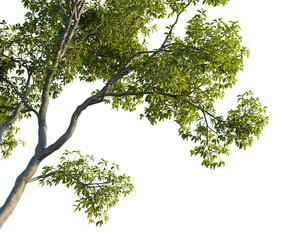 Fototapeta premium Maytenus hookeri tree, corner view, cutout, transparent background, isolate, good for architecture visualization, Lush Green Branch with Leaves, Natural Foliage, Tree Branch, Botanical Illustration