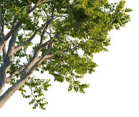 Obraz premium Swida walteri tree, corner view, cutout, transparent background, isolate, good for architecture visualization, Green Tree Branch with Leaves, Natural Foliage, Botanical Illustration, Plant Life