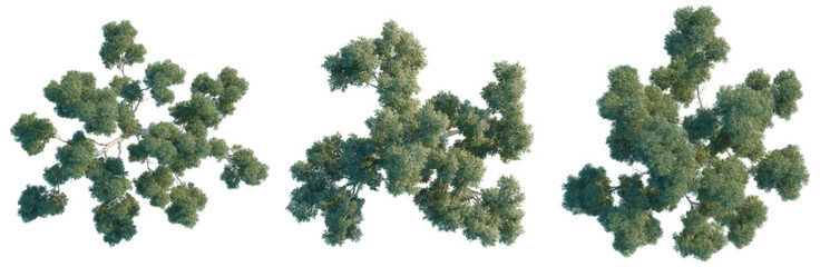 Corymbia aparrerinja tree plan, top view, cutout, isolate, good for architecture visualization, Aerial view of lush green tree clusters on transparent background