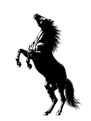Black Horse Rearing on White Background Silhouette