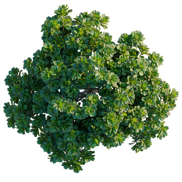 Ficus lyrata tree plan, top view, cutout, isolate, good for architecture visualization, Lush green bush with vibrant leaves on transparent background