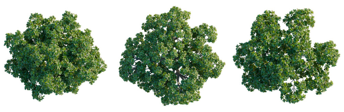 Ficus lyrata tree plan, top view, cutout, isolate, good for architecture visualization, Three lush green trees with dense foliage on transparent background